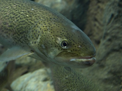 幻の魚、川の『いとう』さんです!