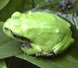 アマガエル