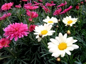 DSCF2126