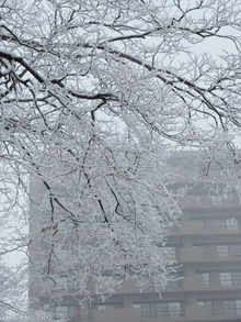 枝に雪が降り積もる