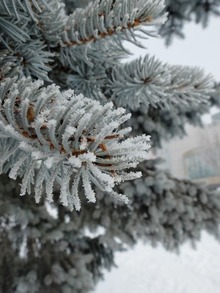 葉っぱに積もる雪
