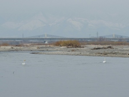 白鳥が2羽