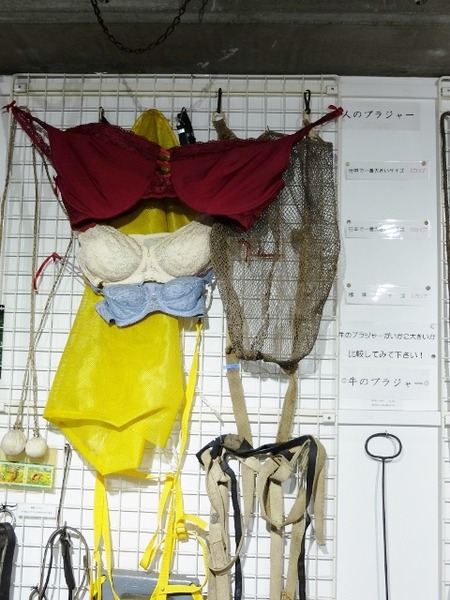 乳牛と人のブラジャー比較w
