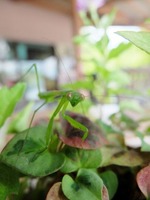 お店の前にいたカマキリ♪