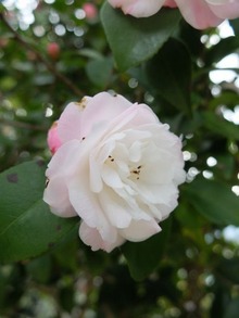 つばき5