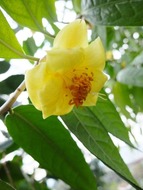 つばき