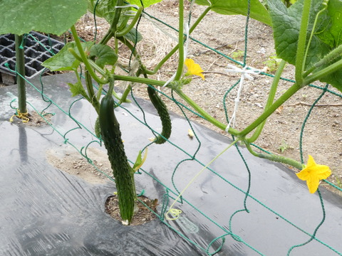 P1010167