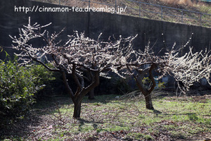 IMG_4700p