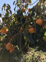 IMG_1124