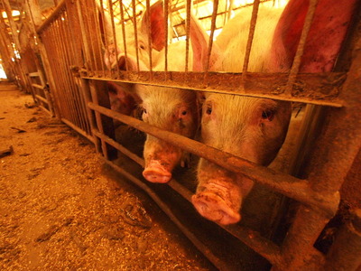 ６番目　驚いたのは豚舎の檻の中に生きている豚がいた事だ。