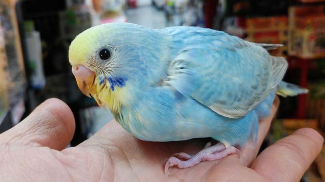 可愛いセキセイインコが入ってますーと 営業時間変更 臨時休業のお知らせ ペットショップふじやのブログ