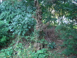 CIMG5426
