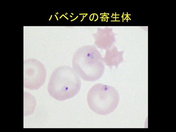 スライド116