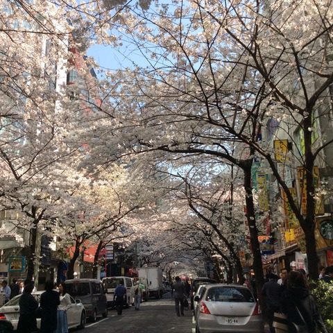 桜魅惑その2