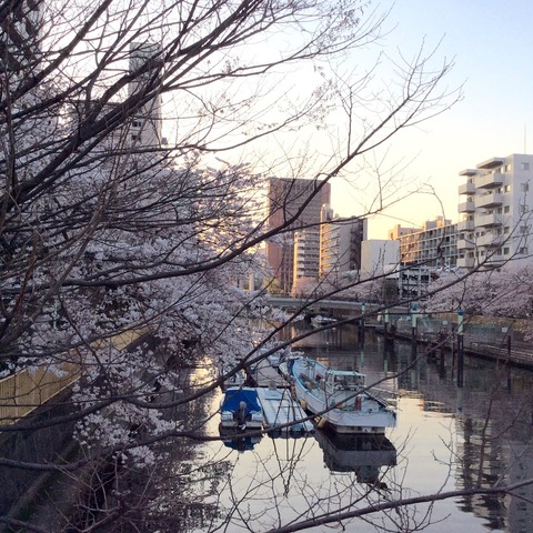 桜魅惑1