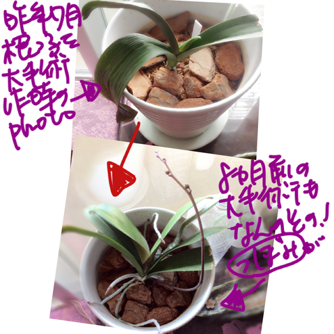 胡蝶蘭おうち育成8