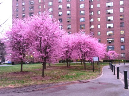 Sakura (2)