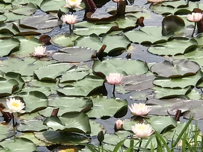 IMG_6875