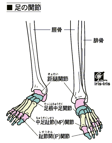 bjoint_foot