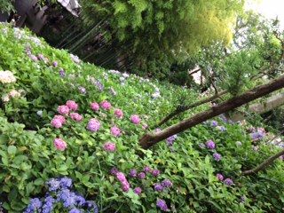 かまくら あじさい2