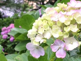 かまくら あじさい