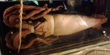 Giant_Squid_Specimen