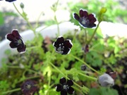 ¥Í¥â¥Õ¥£¥éD¡¡'11½Õ¡¡¼«Âð (1).JPG