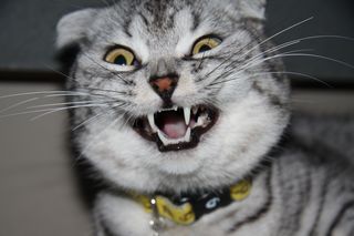 猫_プラーク_臭い