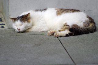 猫の腎不全で臭いが