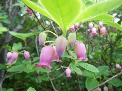 nasu2