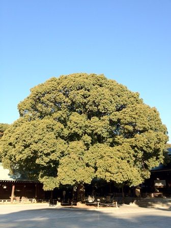 IMG_0336