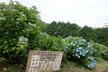 10−諫早市森山町 恵あじさい園DSC02740
