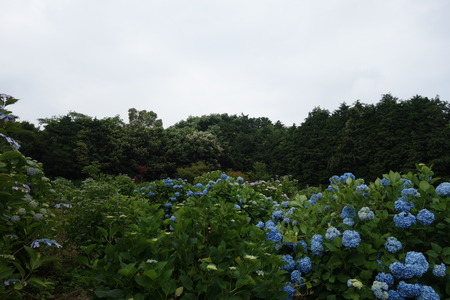 11−諫早市森山町 恵あじさい園DSC02692