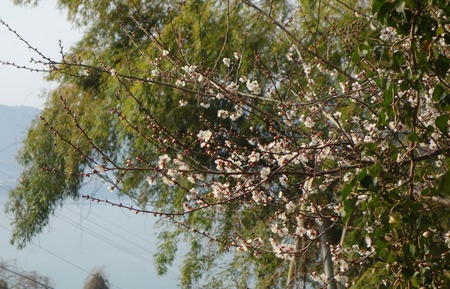 1-ÇßDSC04053
