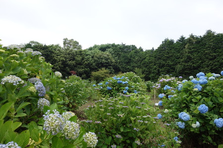 13−諫早市森山町 恵紫陽花園DSC02725