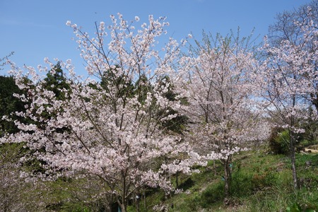 24-大村市千本桜公園DSC05999