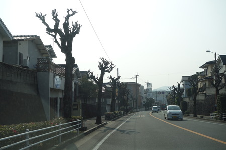 1-がじゅまるDSC00528