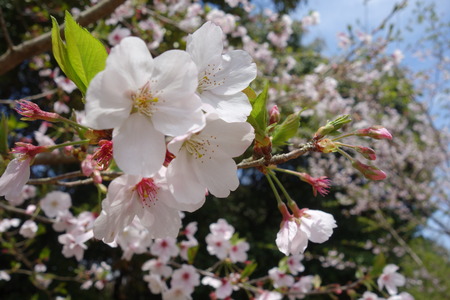 25-大村市千本桜公園DSC05963