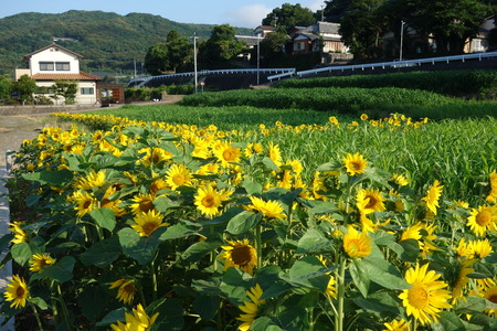 5-DSC09525
