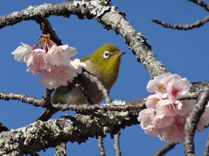 11-諫早公園DSC01060