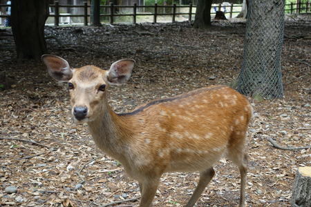 6-奈良公園DSC09094