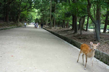 5-奈良公園DSC09098