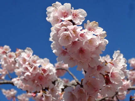 9-諫早公園DSC01051