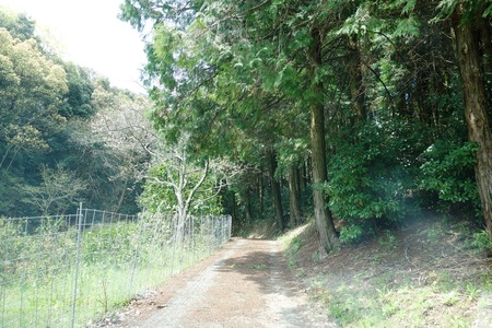 15-大村市鈴田峠千本桜DSC05933