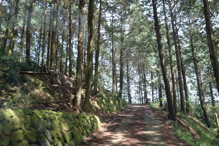 16-大村市鈴田峠千本桜DSC05934
