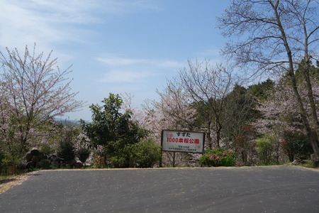 17-大村市鈴田峠千本桜DSC05937