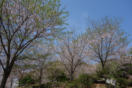 24-大村市千本桜公園DSC05983