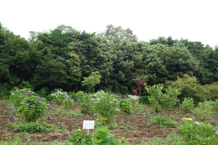 14−諫早市森山町 恵あじさい園DSC027114--3