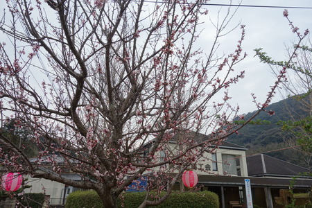3−森山町桜まつりDSC01260