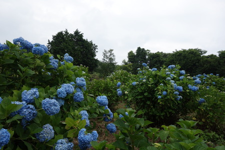 12−諫早市森山町 恵あじさい園DSC02695
